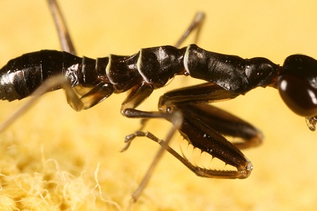 Rốt[-]cục[-]thì[-]con[-]côn[-]trùng[-]tí[-]hon[-]này[-]là[-]kiến[-]hay[-]bọ[-]ngựa?